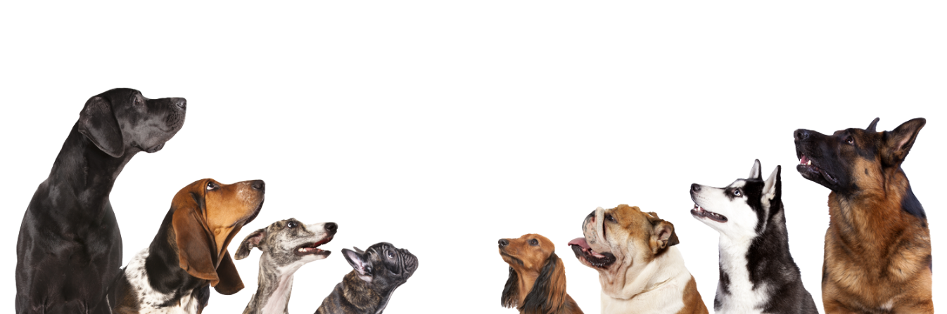 Dog-Sitter-NYC---Let's-Meet